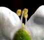  Sepal (margin and apex), Anthers and Petals 